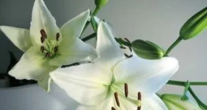 When is the best time to plant lilies, The best time and care guide for lily planting 1