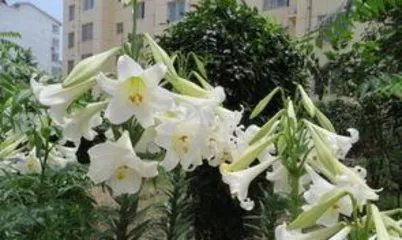 When is the best time to plant lilies, The best time and care guide for lily planting 2