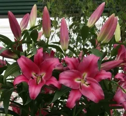 When is the best time to plant lilies, The best time and care guide for lily planting 3