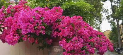 How to Care for Bougainvillea, from Soil to Bloom, A Comprehensive Guide to Care Techniques1