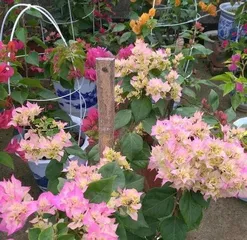 How to Care for Bougainvillea, from Soil to Bloom, A Comprehensive Guide to Care Techniques2