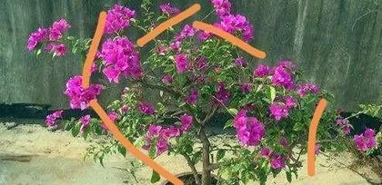 How to Care for Bougainvillea, from Soil to Bloom, A Comprehensive Guide to Care Techniques3