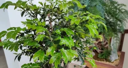 Comprehensive Care of Couple