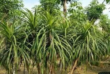 How to divide a Dragon Tree into multiple heads, a complete guide to pruning, disinfecting, and maintenance”1