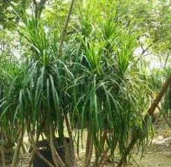 How to divide a Dragon Tree into multiple heads, a complete guide to pruning, disinfecting, and maintenance”2