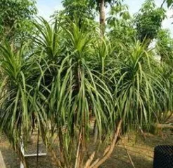 How to divide a Dragon Tree into multiple heads, a complete guide to pruning, disinfecting, and maintenance”3