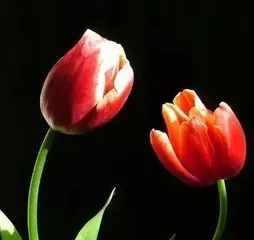 Comprehensive Care of Couple