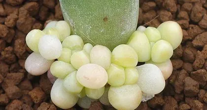 Chiyoda-no-matsu Old Stump Care Methods (Techniques to Revive Chiyoda-no-matsu Old Stumps) 1