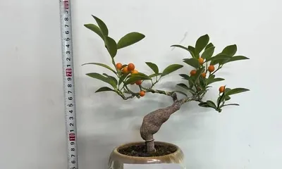 Soil Preparation Method for Golden Bean Bonsai (How to Choose the Best Soil for Golden Bean Bonsai - A Step-by-Step Guide) 1