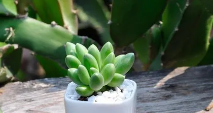 Chiyoda-no-matsu Old Stump Care Methods (Techniques to Revive Chiyoda-no-matsu Old Stumps) 2