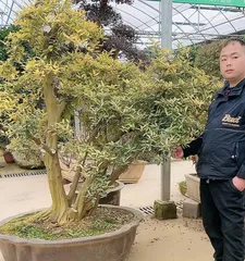 Soil Preparation Method for Golden Bean Bonsai (How to Choose the Best Soil for Golden Bean Bonsai - A Step-by-Step Guide) 2