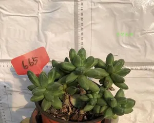 Chiyoda-no-matsu Old Stump Care Methods (Techniques to Revive Chiyoda-no-matsu Old Stumps) 3