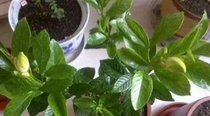 栀子盆栽怎么养,从土壤到光照,全方位养护指南”1