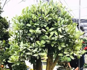 Soil Preparation Method for Golden Bean Bonsai (How to Choose the Best Soil for Golden Bean Bonsai - A Step-by-Step Guide) 3