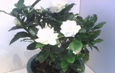 栀子盆栽怎么养,从土壤到光照,全方位养护指南”2