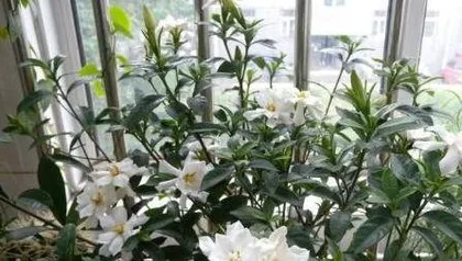 栀子盆栽怎么养,从土壤到光照,全方位养护指南”3