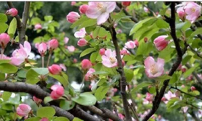 海棠花蔫了怎么办？,海棠花蔫萎原因及养护攻略1