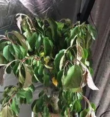 海棠花蔫了怎么办？,海棠花蔫萎原因及养护攻略2