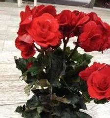 海棠花蔫了怎么办？,海棠花蔫萎原因及养护攻略3