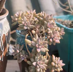 A must-read for succulent lovers! A complete guide to creating a gorgeous Winter Beauty succulent (From selection to care, master these tips to take your Winter Beauty to the next level)1