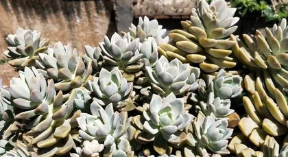 A must-read for succulent lovers! A complete guide to creating a gorgeous Winter Beauty succulent (From selection to care, master these tips to take your Winter Beauty to the next level)2
