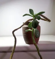 A must-read for succulent lovers! A complete guide to creating a gorgeous Winter Beauty succulent (From selection to care, master these tips to take your Winter Beauty to the next level)3