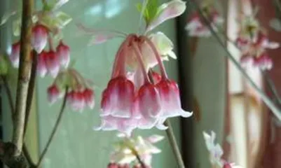 How to grow bellflowers?, a detailed guide from sowing to maintenance1