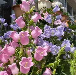 How to grow bellflowers?, a detailed guide from sowing to maintenance2