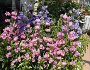 How to grow bellflowers?, a detailed guide from sowing to maintenance3