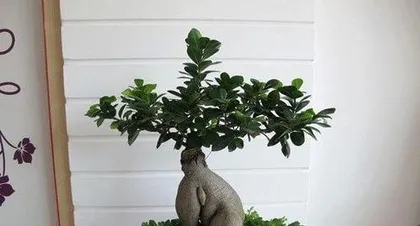 How to Care for Ficus microcarpa, The Art of Caring for Ficus microcarpa 1