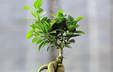 How to Care for Ficus microcarpa, The Art of Caring for Ficus microcarpa 2