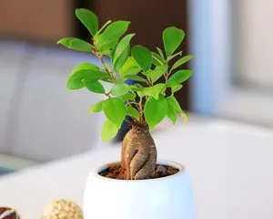 How to Care for Ficus microcarpa, The Art of Caring for Ficus microcarpa 3
