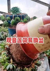 How to Repot Aeonium, Aeonium Repotting Tips and Care Guide 2