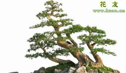 A Complete Guide to Ash Bonsai Care (Detailed Growth Habits and Care Methods) 1