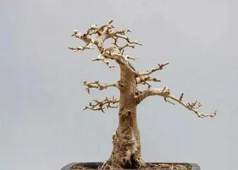 A Complete Guide to Ash Bonsai Care (Detailed Growth Habits and Care Methods) 2