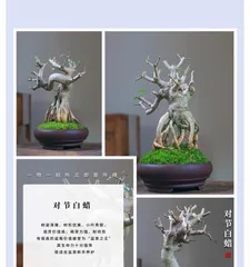 A Complete Guide to Ash Bonsai Care (Detailed Growth Habits and Care Methods) 3