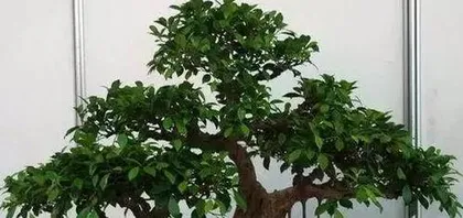 盆栽榕树怎么养,从种植到管理1