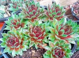 What to do after your String of Hearts becomes overgrown, Care and division techniques for an overgrown String of Hearts1