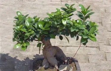盆栽榕树怎么养,从种植到管理2