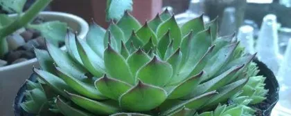 What to do after your String of Hearts becomes overgrown, Care and division techniques for an overgrown String of Hearts2