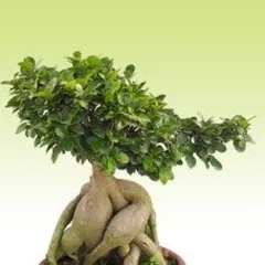 盆栽榕树怎么养,从种植到管理3