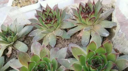 What to do after your String of Hearts becomes overgrown, Care and division techniques for an overgrown String of Hearts3