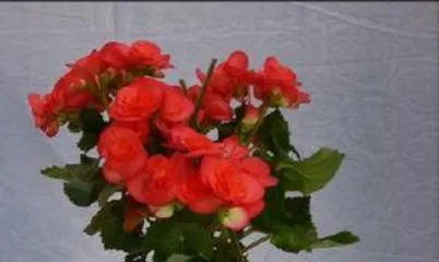 四季玻璃海棠花怎么养,从土壤到光照，全方位养护指南1