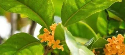 Investigating the Reasons for Osmanthus Leaf Shedding in Winter (related factors such as leaf-shedding season, tree age, temperature, care details) 2