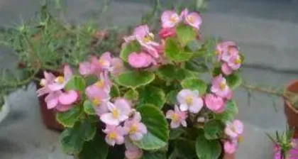 四季玻璃海棠花怎么养,从土壤到光照，全方位养护指南2