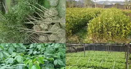 Investigating the Reasons for Osmanthus Leaf Shedding in Winter (related factors such as leaf-shedding season, tree age, temperature, care details) 3