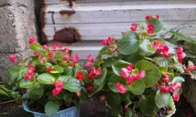 四季玻璃海棠花怎么养,从土壤到光照，全方位养护指南3