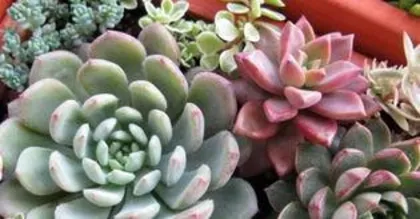 What are the benefits of growing succulents, "The Benefits and Care of Succulent Plants" 1