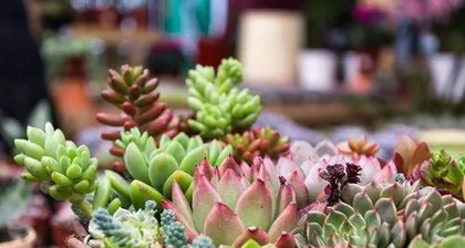 What are the benefits of growing succulents, "The Benefits and Care of Succulent Plants" 2