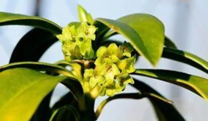 Why  wintersweet Can